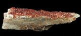 Wide Plate Of Ruby Red Vanadinite Crystals - Special Price #61096-2